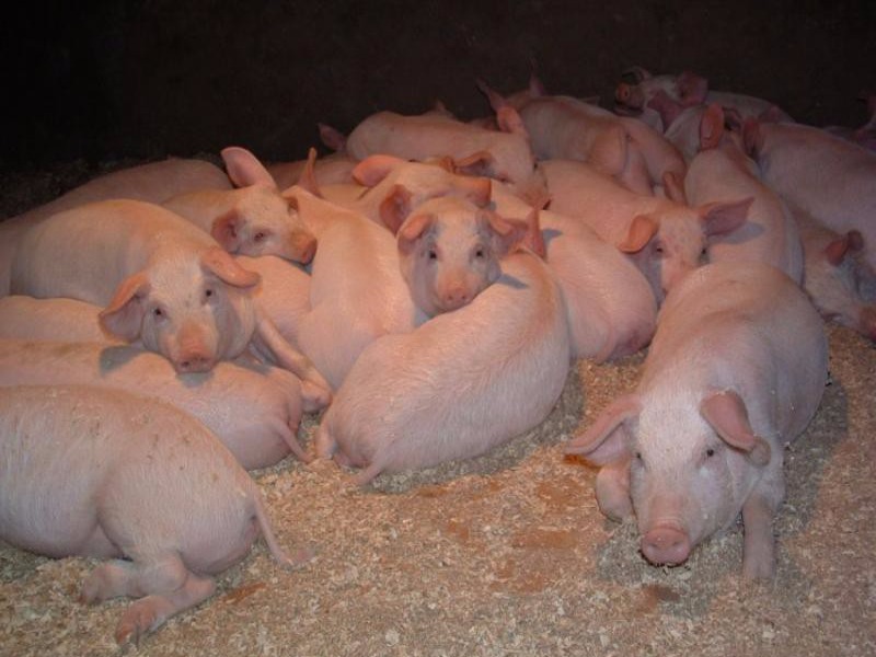 Цены на свинину в Украине повысились на 10%