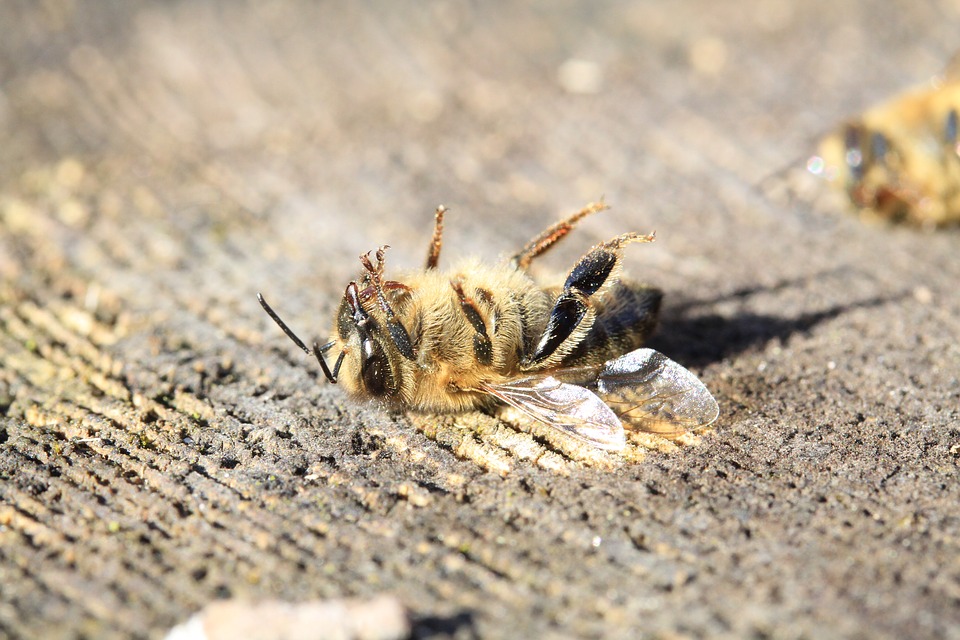 В Одесской области погибло около миллиона пчел из-за пестицидов