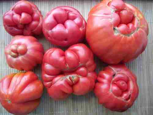 Почему томаты приобретают уродливую форму?