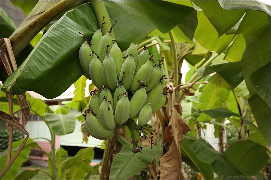 На Львовщине выращивают бананы и другие экзотические фрукты
