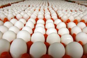 Казахстан: Отмена субсидирования яйца приведет птицефабрики к банкротству