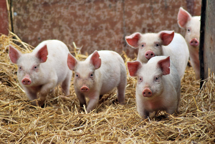 Вступила в силу новая Инструкции по профилактике и борьбы с африканской чумой свиней