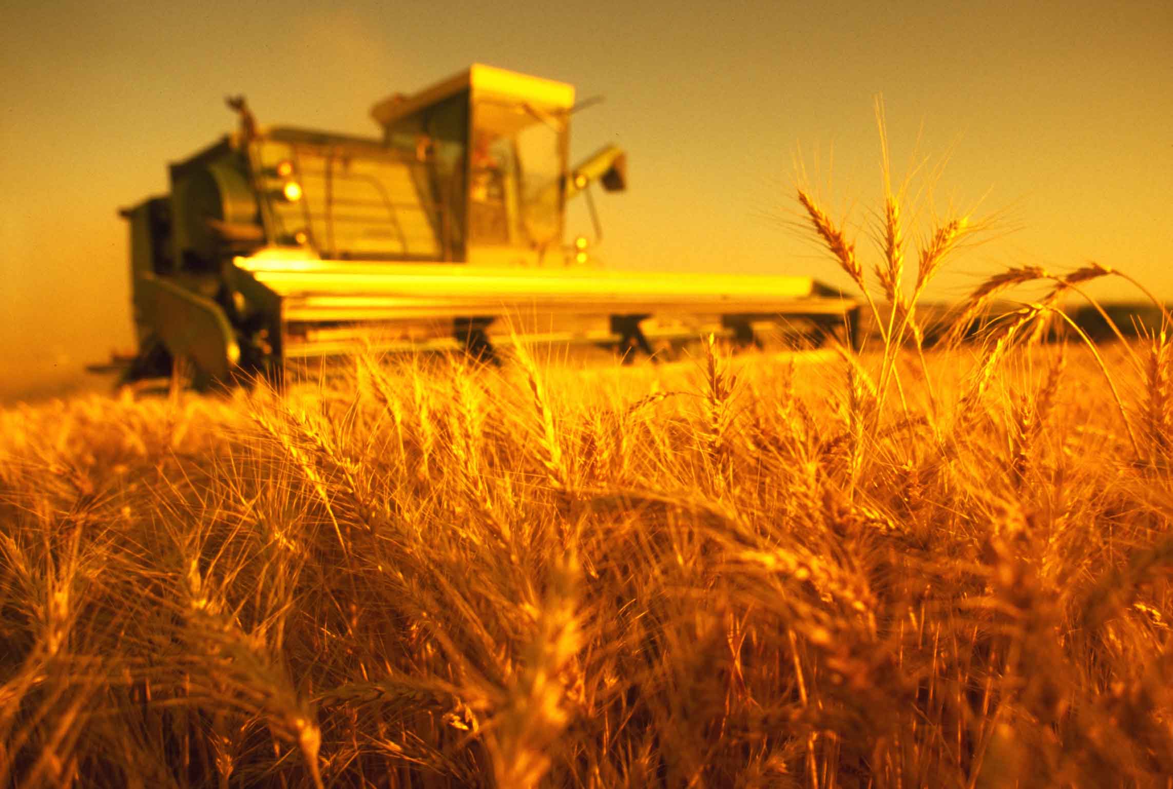Украина увеличила объемы экспорта пшеницы в Азию в 2,7 раза
