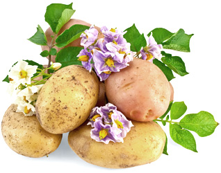 Картошка как лекарство