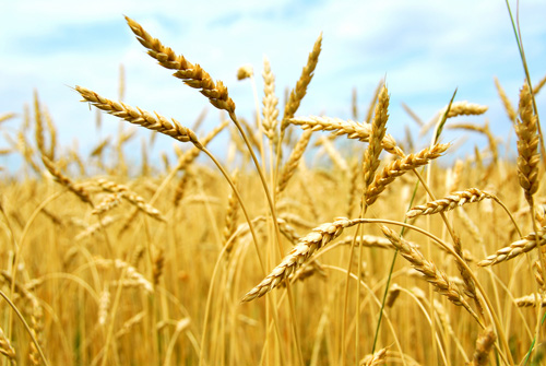 Сколько зерновых соберет Украина?
