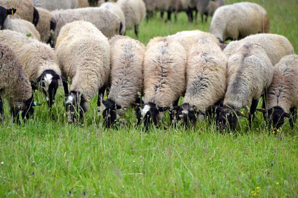 Романовская порода овец