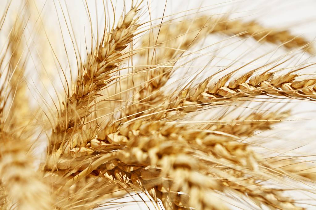 Перед жатвой в Украине останется еще 3 млн. т зерна пшеницы урожая-2019