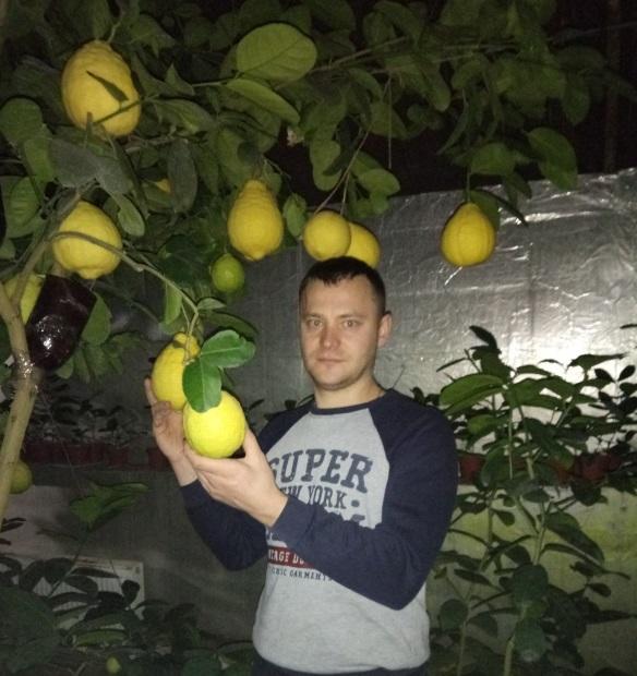 Лимоны весом 1 кг: фермер из Одесской области выращивает экзотические фрукты гигантских размеров