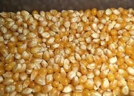 Продам кукурузу фуражную FOB 50000 МТ