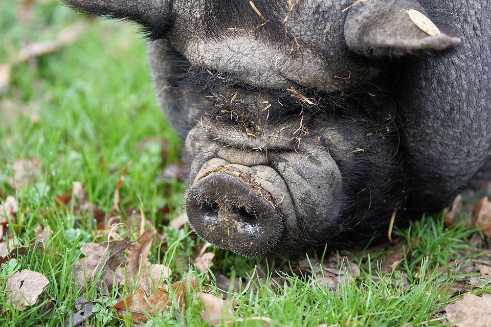 Ликвидация свиней в районе вспышки АЧС на Одесщине вызвала протесты населения