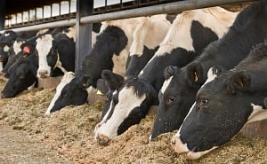 Затримка посліду та ендометрит у корів