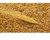 Куплю фуражну кукурудзу, пшеницю