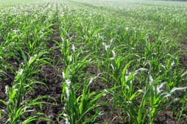 Кукурузой на зерно уже засеяно 4 млн. га