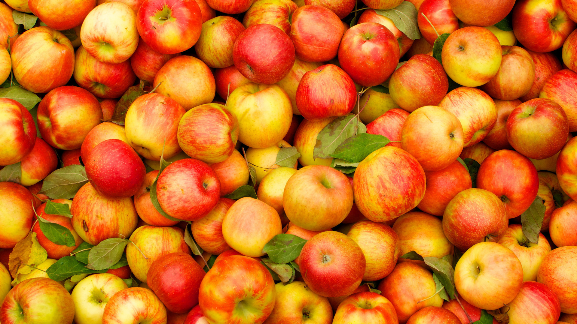 Следует ли Украине ожидать роста цен на яблоки?