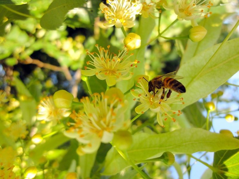 Выбор для пасеки: пчёлы дальневосточной породы