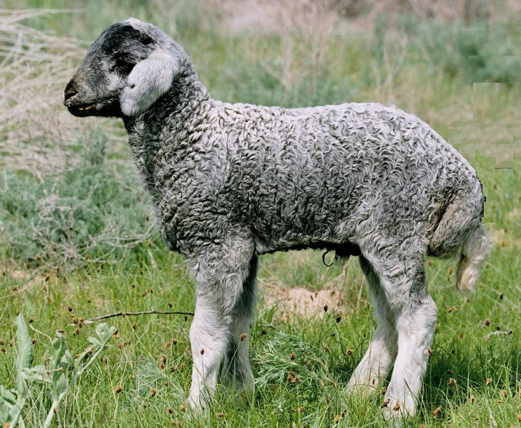 Смушкові породи овець