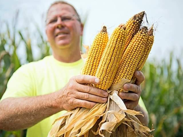Более 39 тонн с гектара – новый рекорд урожайности кукурузы