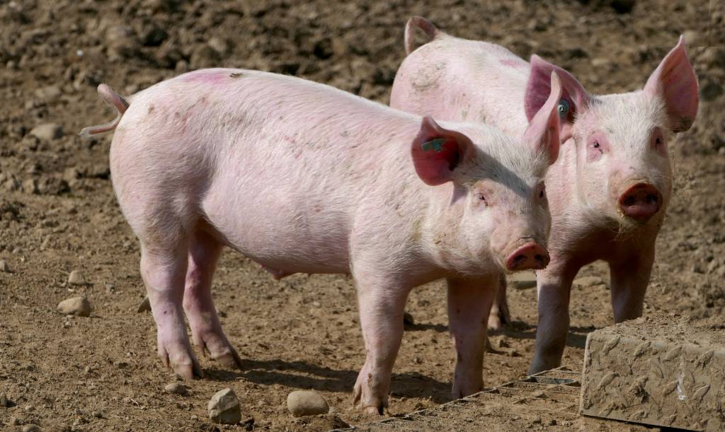 Из-за войны утрачена десятая часть поголовья свиней