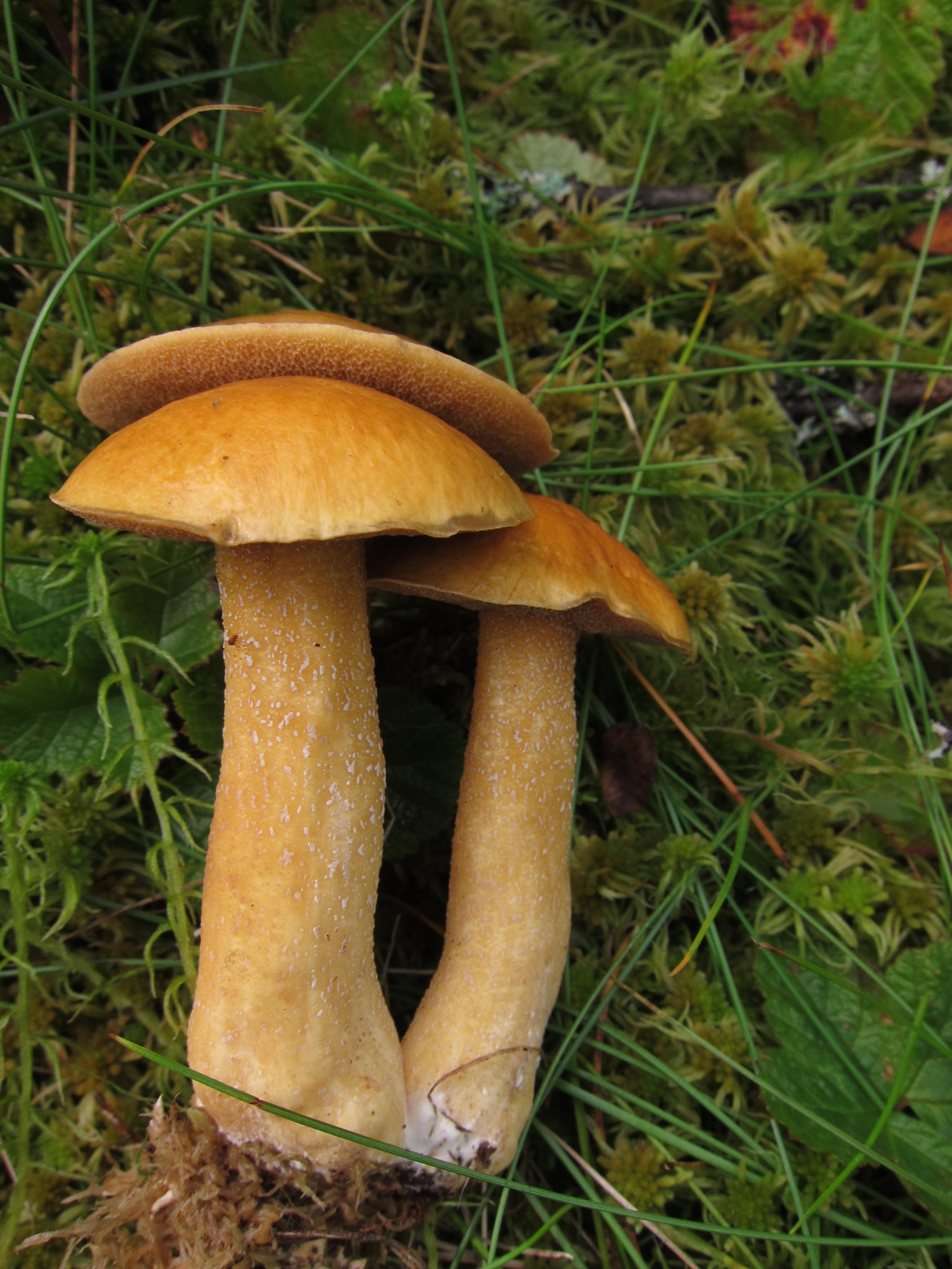 Съедобные грибы Пермского края