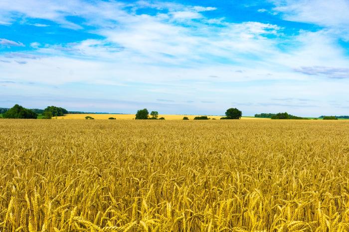 ГНС Украины опубликовала нормативную оценку  земли