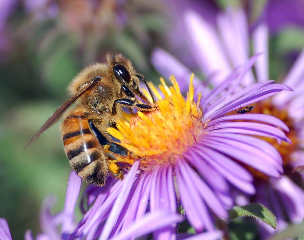 Тропилелапсоз – новое для Украины заболевание пчёл