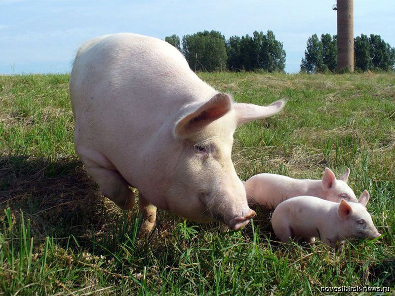 Свиноводам могут отменить налоги за уничтоженное АЧС поголовье