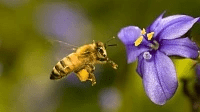 Бджоли породи бакфаст