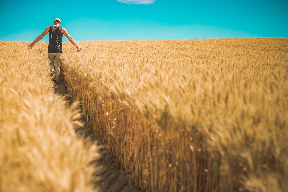 Украина занимает шестое место в мире по экспорту пшеницы