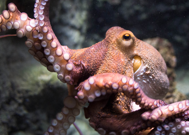 Интересности: 8 фактов об осьминогах