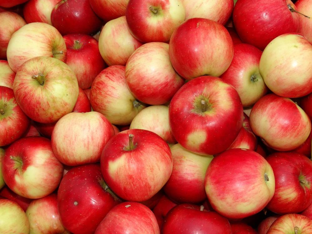 WAPA сократила прогноз производства польских яблок