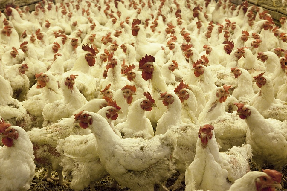 В январе-сентябре 2019 года экспорт мясопродукции увеличился на 11% в результате роста зарубежных поставок мяса птицы 