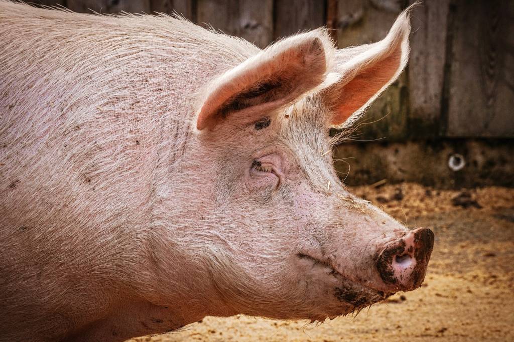 В Украину запретили ввозить свиней и свинину из Германии