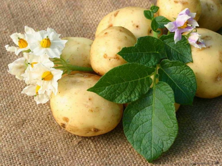Картофель: описание растения, свойства, выращивание, хранение