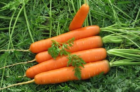 Наиболее популярные сорта моркови