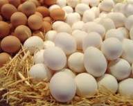 Птахофабрика пропонує куряче яйце