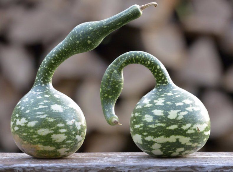 Лагенария, бутылочная тыква: выращивание и уход