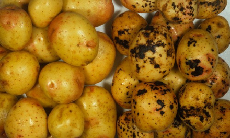 Ризоктониоз (черная парша) картофеля