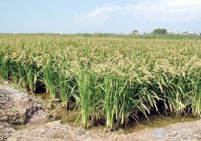 Украинские селекционеры хотят на треть увеличить урожайность риса