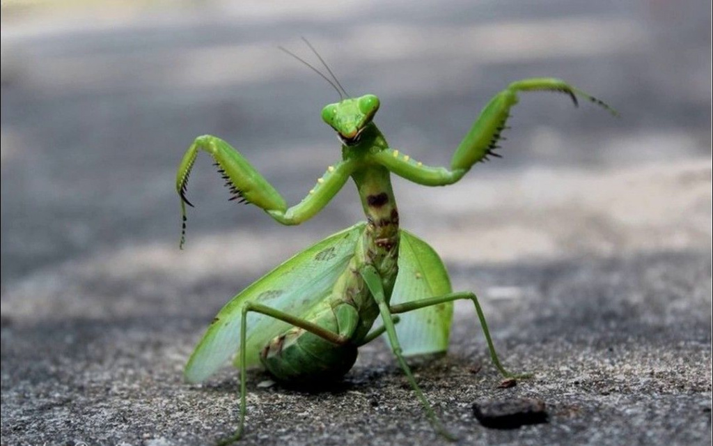 В интернете найдите фотографию какого либо насекомого рассмотрите изображение какие части