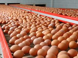 В ноябре экспорт яиц птицы в скорлупе увеличился на 43%