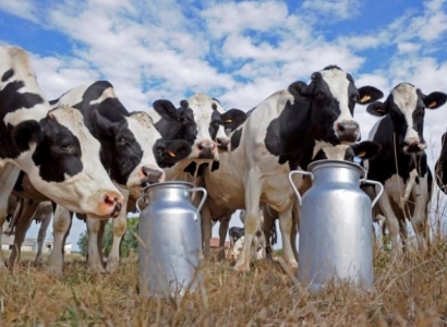Производство молока в Украине уменьшается