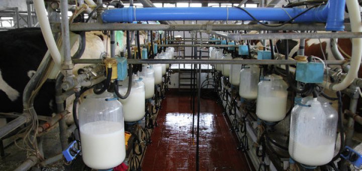 Экспорт отечественных молочных продуктов вырос на 81%