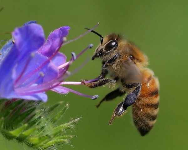Токсикоз бджіл