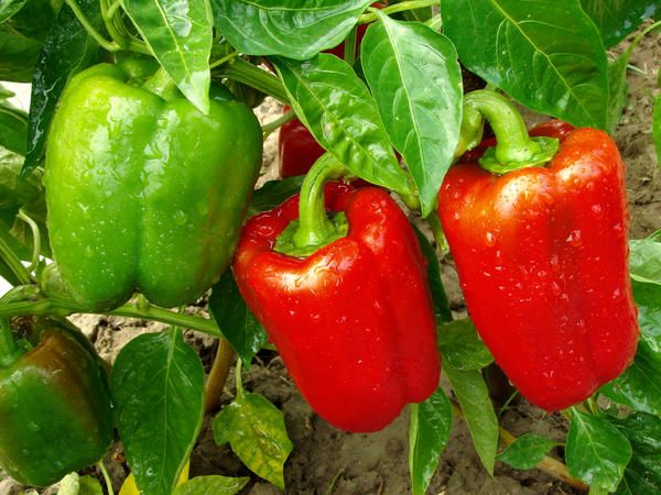 Советы начинающим огородникам: как увеличить урожайность сладкого перца