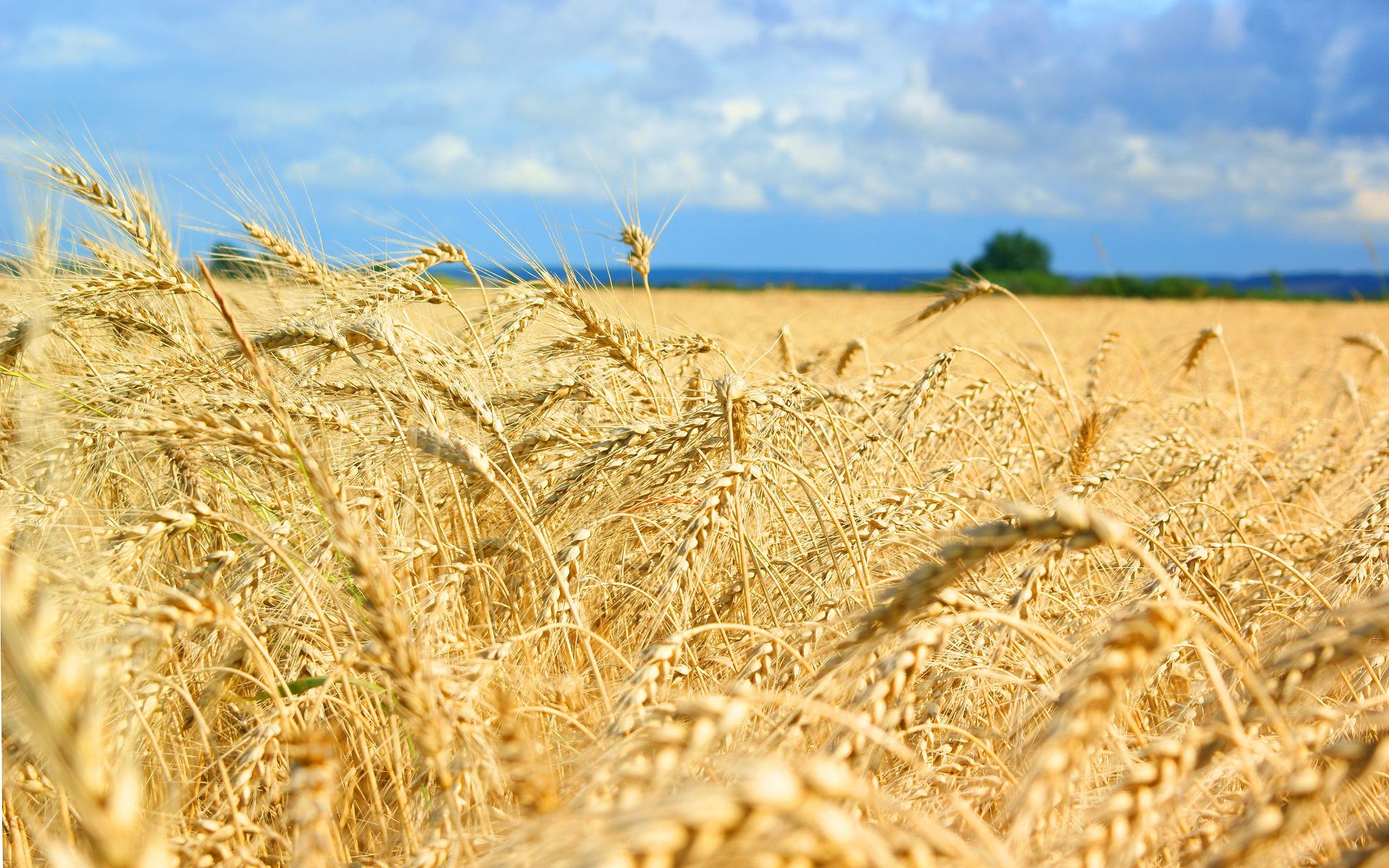 Франция уступит Украине часть зернового рынка?