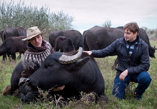 Черные буйволы помогут решить экологические проблемы в Одесской области