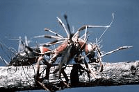 Грибной зомби-апокалипсис в муравьином мире