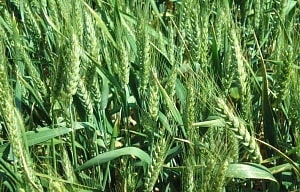 Поздние всходы озимой пшеницы: причины и решение возможных проблем