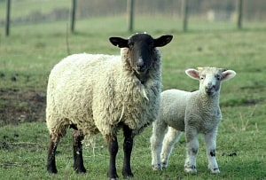 Визначення віку сільськогосподарських тварин. Кози та вівці