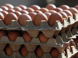 В октябре птицефабрики сократили продажу яиц до 528,6 млн. штук 